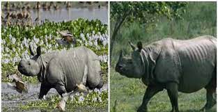 साल 2022 में असम में नहीं हुआ एक भी गेंडे का शिकार