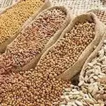 nternational Nutritious Cereal Year-2023 started in Punjab
